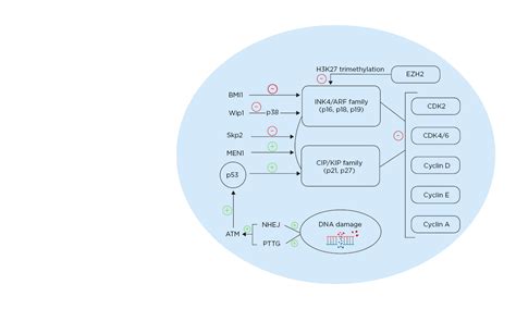 Pancreatic Cell Senescence Mechanisms And Association With Diabetes