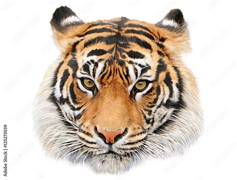 Tiger head hand draw and paint color on white background illustration. Stock Illustration ...