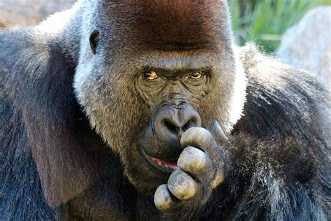 Gorilla Picking His Nose Photograph by Paulette Thomas | Fine Art America