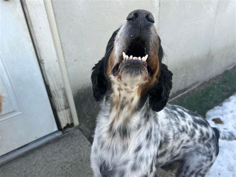 The Barking Dog - Hooksett | Hooksett NH