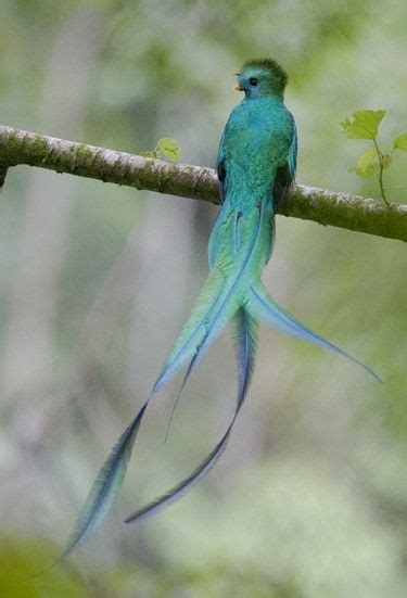 Resplendent Quetzal Photo By Cloudforestconservation Pretty Birds