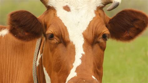 Brown Cow with White Spots Stock Footage Video (100% Royalty-free ...