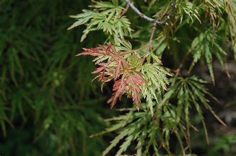 Pink Lace Japanese Maple Acer Palmatum Pink Lace In Boston Hopkinton Chelmsford Hingham