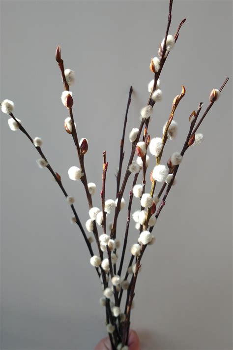 Pussy Willow Stems Dried Salix Bunch Uk Daisyshop Flowers