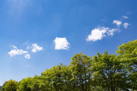 5月の新緑と青空03 無料の高画質フリー写真素材 イメージズラボ