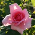 Jardins de Villandry. Жардин де Вилландри - Саженцы чайно-гибридных роз ...