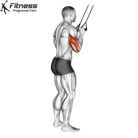 Resistance Band Tricep Pushdown By Matt M Exercise How To Skimble