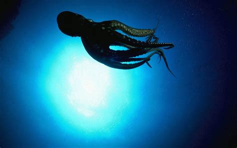 🔥 [130+] HD Octopus Wallpapers | WallpaperSafari