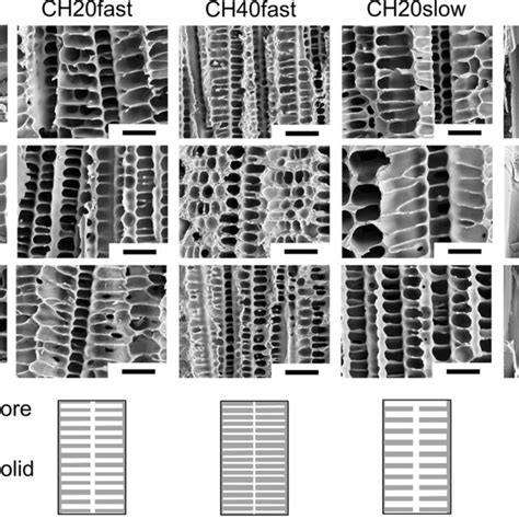 Exemplary Cross Sectional SEM Images Of The Pore Structure For Bottom