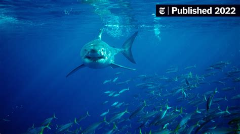 Megalodon Extinction May Have Been Driven by Hungry Great White Sharks