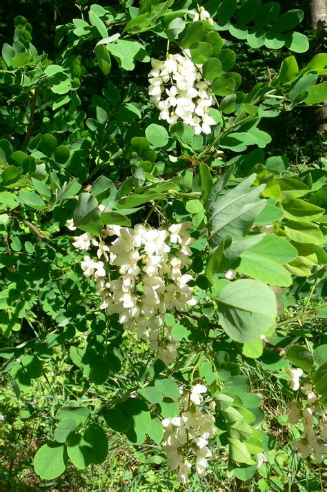 Gewöhnliche Robinie Robinia pseudoacacia 2 Gewöhnliche Flickr