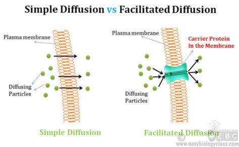 Diferencia Entre Difusión Simple Y Difusión Facilitada Differbetween