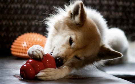 Spice up my life! The ins and outs of canine enrichment | Dog Defined