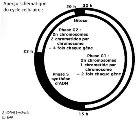 Introduction Aper U Du Cycle Cellulaire Flashcards Quizlet