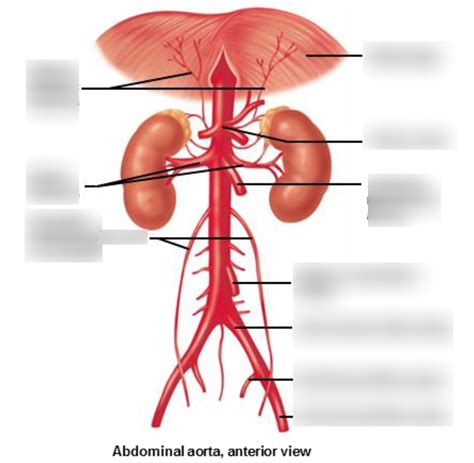 Module 5 Abdominal Arteries Diagram Quizlet