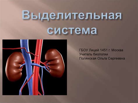 Выделительная система - презентация онлайн