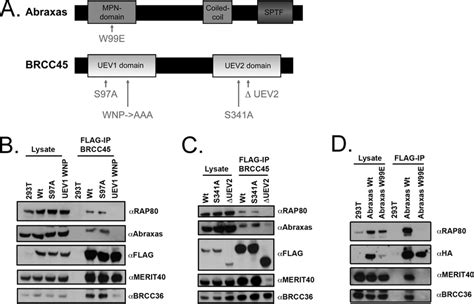 Abraxas and BRCC45 interact with BRCC36 through MPN-and UEV domains ...