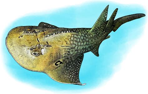 Bowmouth Guitarfish Illustration Photograph By Roger Hall Pixels