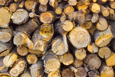 Background Of The Stacked Firewood Stock Photo Image Of Plant