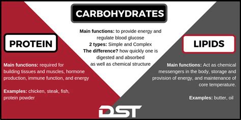 Macronutrients The Basics Dynamic Sports Training