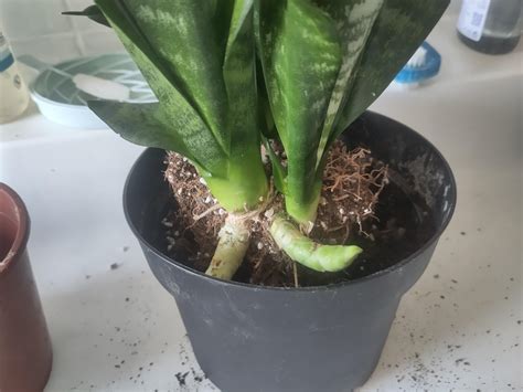 Are these rhyzomes? : r/houseplants