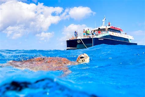 Dreamtime Dive Snorkel Palm Cove Tours