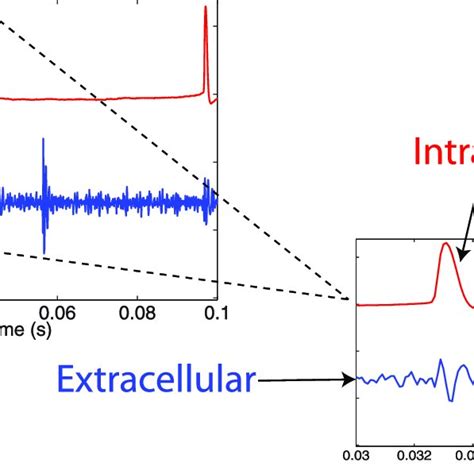 Example Of Simultaneous Intracellular And Extracellular Recordings From Download Scientific