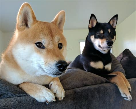 Posing while her sister falls asleep | Scrolller