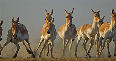 West India Wildlife Tour | West Indian Wildlife Tour Package