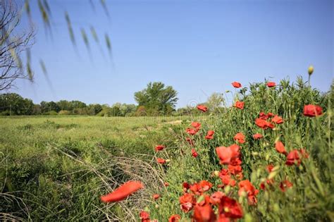 Cachorros En Flor En Un Campo Con El Cielo Al Fondo Imagen De Archivo