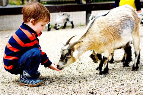 Petting Zoo Guideline And Poster