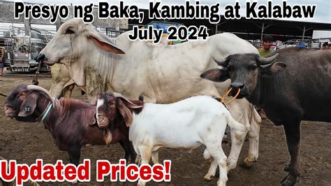 July Presyo Ng Baka Kambing At Kalabaw Dji Osmo Action