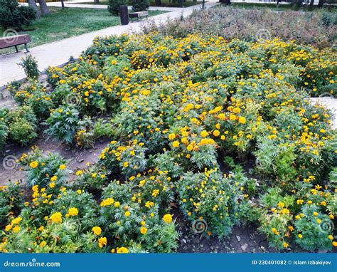 Garden, Almaty Kazakhstan, Nature. Stock Photo - Image of yard, shrub ...