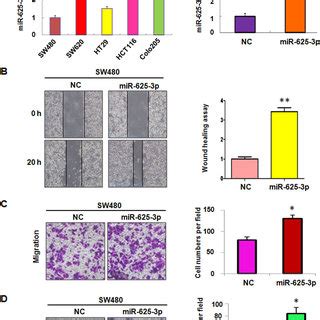 Over Expression Of Mir P Promoted Cell Migration And Invasion In