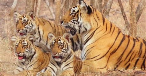 Delhi Den Ranthambore Safari Ile G Nl K Alt N Gen Getyourguide