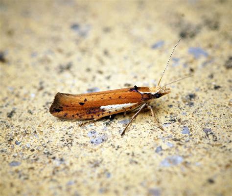 Ypsolopha Parenthesella Ypsolopha Parenthesella Picture Insect