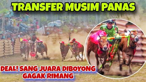 Ternyata Sapi Ini Yang Diboyong Oleh Gagak Rimang Sang Juara Hut