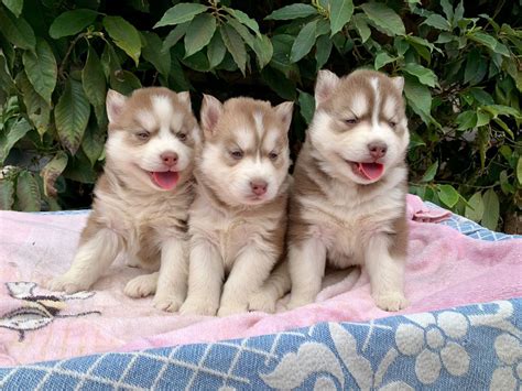 Filhotes Husky Siberiano F Mea Wooly Olhos Azuis Parcelamento