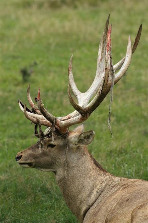 The Big Male Of Bactrian Deer Cervus Elaphus Bactrianus Detail Of Head