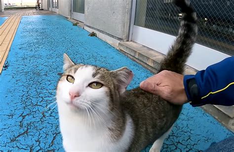 とにかく撫でられたい子猫が、「撫でてぇ〜♪」と何度も猛アピールしてくる姿が可愛すぎる♡ エウレカねこ部