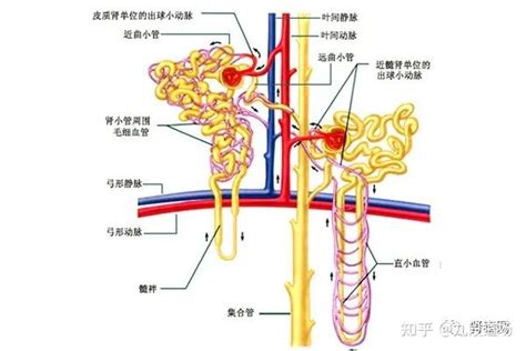 【肾病】肾小球滤过率到底是什么？了解它就等于了解肾功能！ 知乎