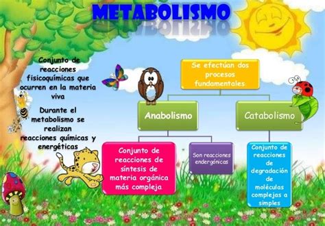 Metabolismo De Los Seres Vivos Blog Did Ctico The Best Porn Website