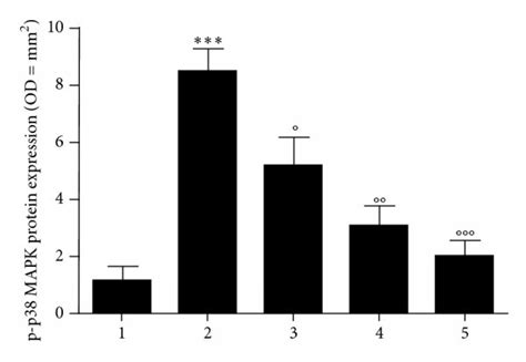 A Western Blot And B F Densitometric Analysis Arbitrary Units Download Scientific Diagram