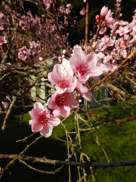 Prunus persica - Trees and Shrubs Online