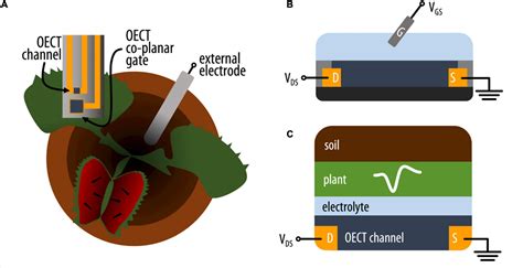 Frontiers Benchmarking Organic Electrochemical Transistors For Plant