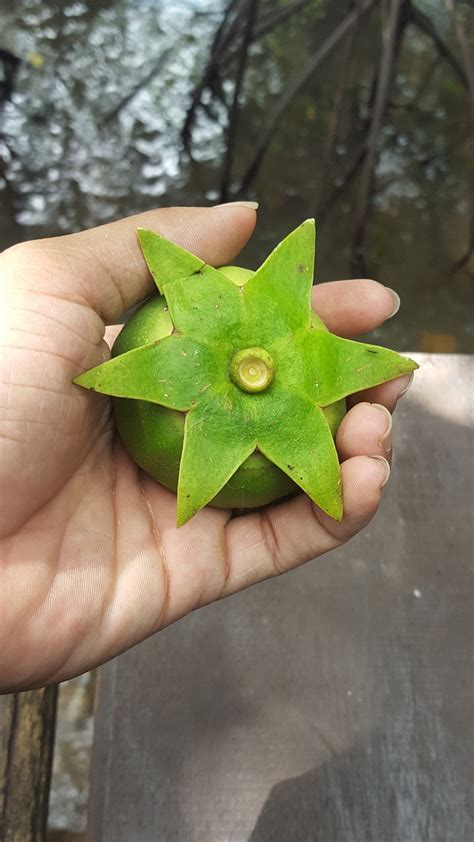 Edit free photo of This,is,fruit,mangrove,free pictures - needpix.com