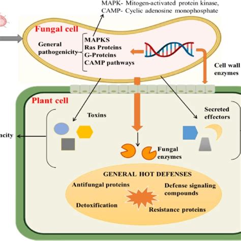 A Schematic Representation Of The Fungal Pathogenicity Effectors