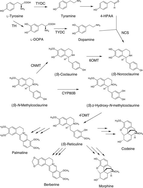 Proposed plant biosynthetic pathway and genes involved in the... | Download Scientific Diagram