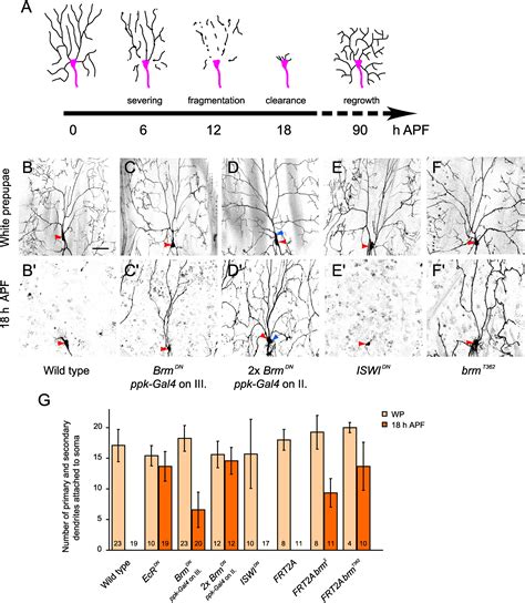 Intrinsic Epigenetic Factors Cooperate With The Steroid Hormone