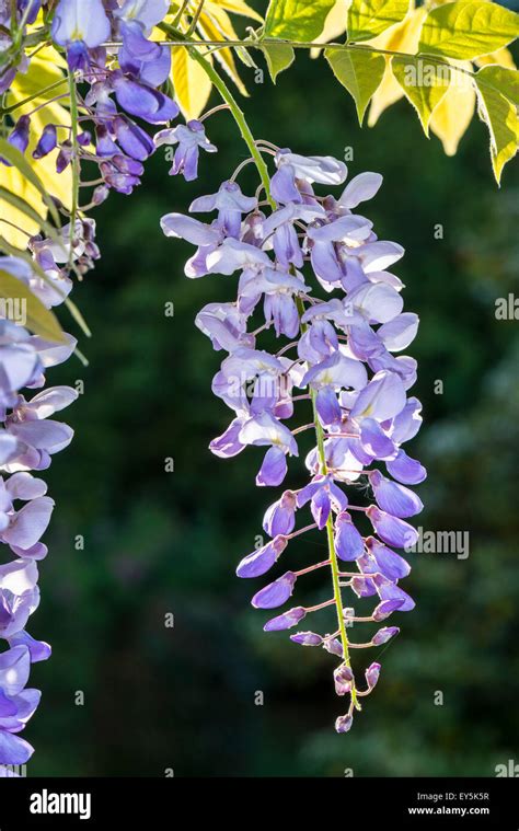 Chinese Wisteria In Bloom In A Garden Stock Photo Alamy